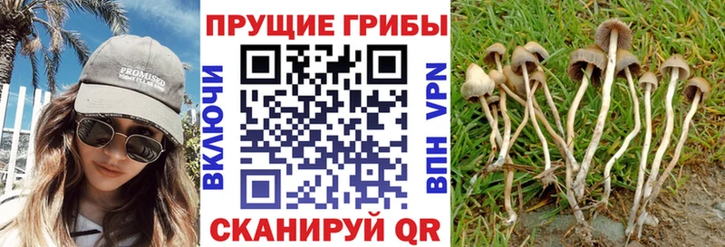 Купить где  Лянтор  Псилоцибиновые грибы мухоморы 